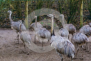 Big group of grey rheas together, big flightless birds from America, Near threatened animal specie