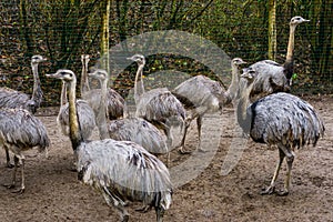 Big group of grey rheas together, Near threatened flightless birds from America, animal family portrait