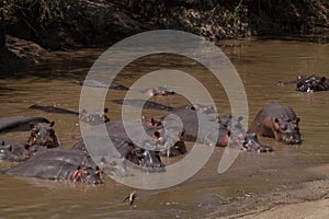 Big group of hippos, Serengeti, Tanzania