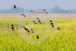 Big group of Lesser whistling duck