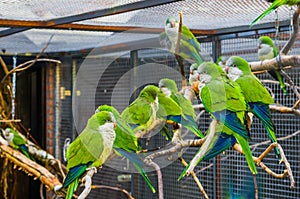 Big group of monk parakeets sitting together on a branch in the aviary, Popular pets in aviculture, tropical birds from Argentina