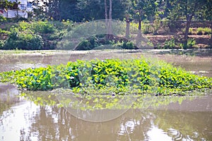 Ã Â¸ÂºBig group natural floating water hyacinth green plants Eichornia crassipes in the river photo