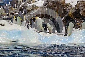 Big group of penguins closeup