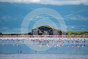 Big Group of Pink Lesser Flamingo at Lake Natron, Tanzania, Africa