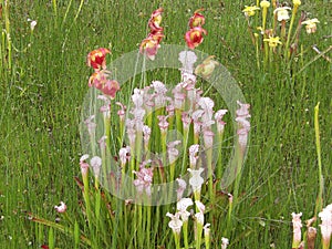 Big group of the Sarracenia growing