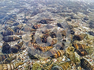 Big group of sea snails