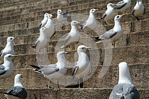 A big group of seagulls is standing on the stairs