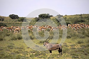 Big group Springbok, Antidorcas marsupialis, pasture, Kalahari South Africa