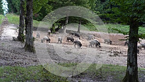 Big group of wild boars in the  forest