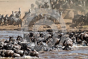 Big group of wildebeest crossing the river Mara photo