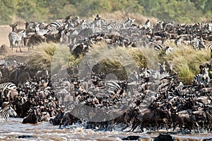 Big group of wildebeest crossing the river Mara