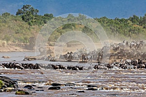 Big group of wildebeest crossing the river Mara