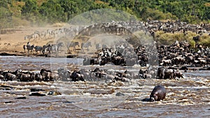 Big group of wildebeest crossing the river Mara photo