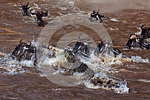 Big group of wildebeest crossing the river Mara