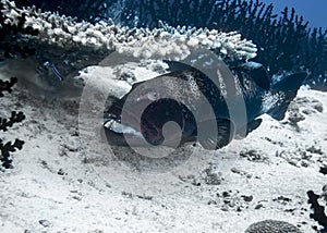 Big grouper fish on a coral reef in the Indian Ocean