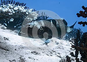 Big grouper fish on a coral reef in the Indian Ocean