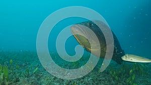 Big grouper in troubled waters swimming above seabed. Dusky Grouper Epinephelus marginatus. Close-up, Slow motion. Mediterranean