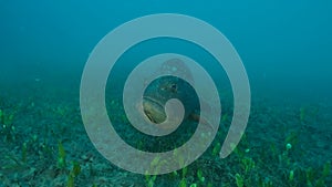 Big grouper in troubled waters swimming above seabed. Dusky Grouper Epinephelus marginatus. Close-up, Slow motion. Mediterranean