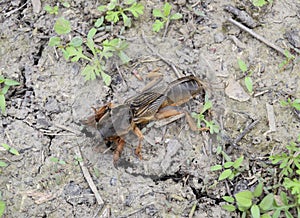 A big Gryllotalpa gryllotalpa on the ground. Gryllotalpa gryllotalpa is trying to dig a burrow.