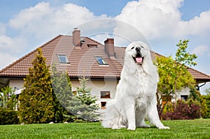 Big guard dog sitting in front of the house. Polish Tatra Sheepdog