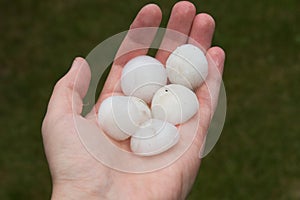 Big Hail after hailstorm photo