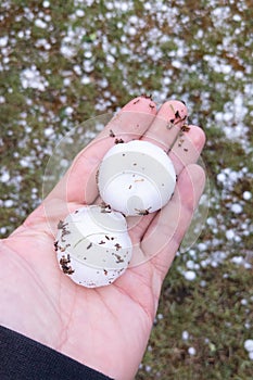 Big hailstones in man hand with hail in floor garden grass background after thunderstorm