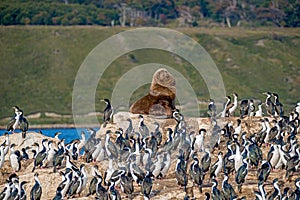 Big haired South American Sea Lion and rookery of King Cormorants at Beagle Channel islands in Patagonia, near Ushuaia, Argentina