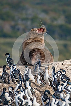 Big haired South American Sea Lion and rookery of King Cormorants at Beagle Channel islands in Patagonia, near Ushuaia, Argentina