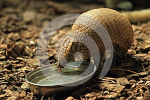 Big hairy armadillo