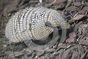 Big hairy armadillo