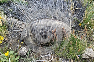 Big hairy armadillo Chaetophractus villosus