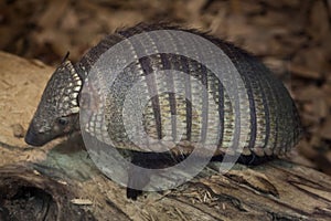 Big hairy armadillo Chaetophractus villosus