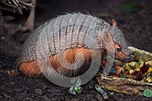 Big hairy armadillo Chaetophractus villosus photo