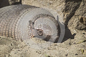 Big hairy armadillo sleeping