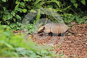 Big hairy armadillo