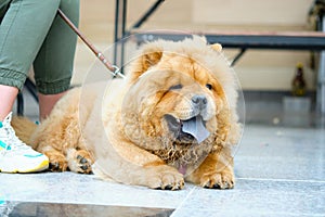 Big hairy dog breed chow chow close-up lying