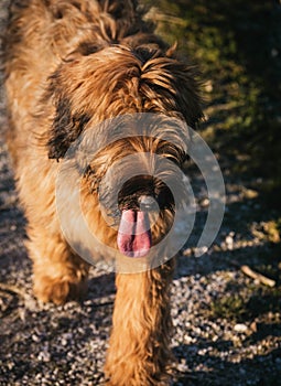 Big hairy dog with fringe hanging over eyes and tongue sticking out in a park