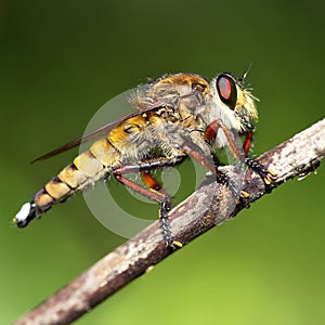 Big hairy dragonfly on a branch