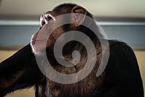 Big hairy monkey close-up
