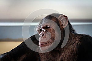 Big hairy monkey close-up