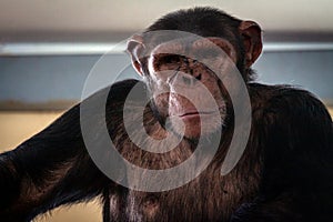 Big hairy monkey close-up