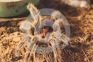 a big and hairy spider