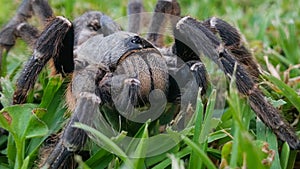 Big hairy spider grass closeup