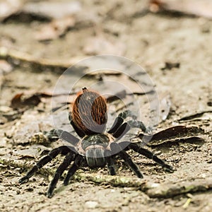 Big hairy spider ready for attack