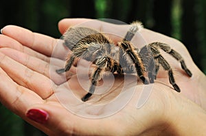 Big hairy tarantula