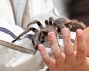 Big hairy tarantula