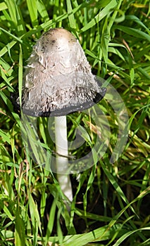Big hallucinogen mushroom photo