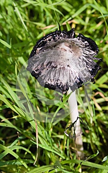 Big hallucinogen mushroom photo