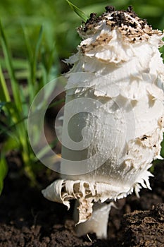 Big hallucinogen mushroom