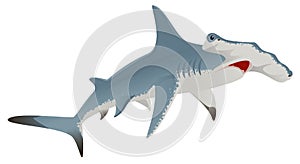 Big hammerhead shark